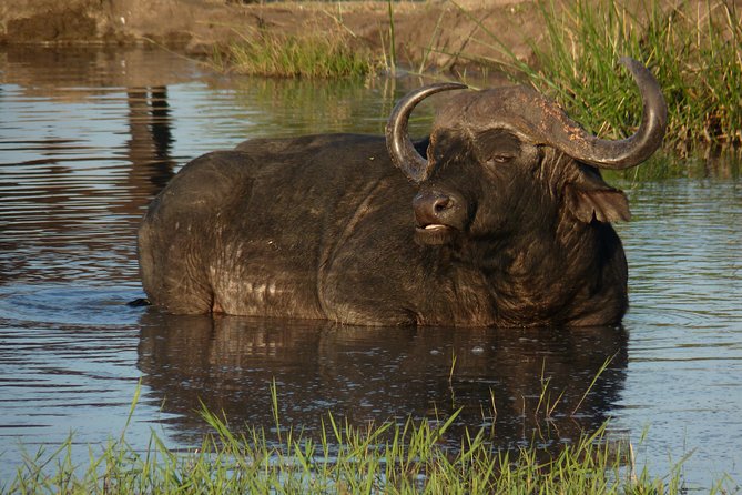 Kruger National Park Full-Day Safari from Hazyview - Skukuza Timing: Breakfast and Lunch Breaks Without Killing the Day
