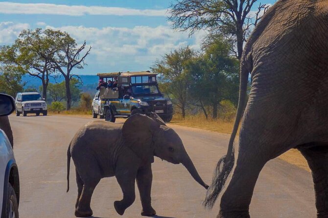 Kruger National Park Morning Safari 2 people minimum - Vehicle Comfort, Safety, and the Guide You Depend On