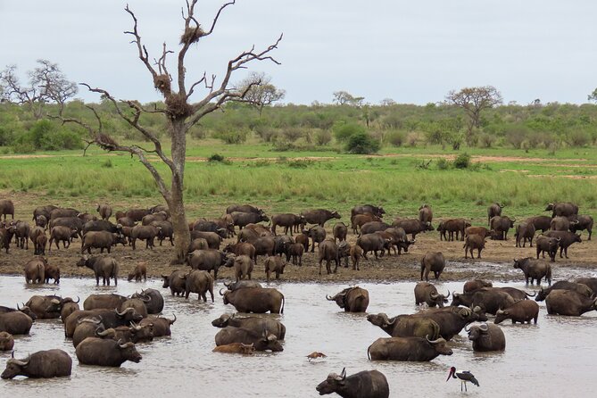 Kruger National Park - Private full day Safari trip. - Why a private full-day Kruger safari from Hazyview can beat the multi-day plan