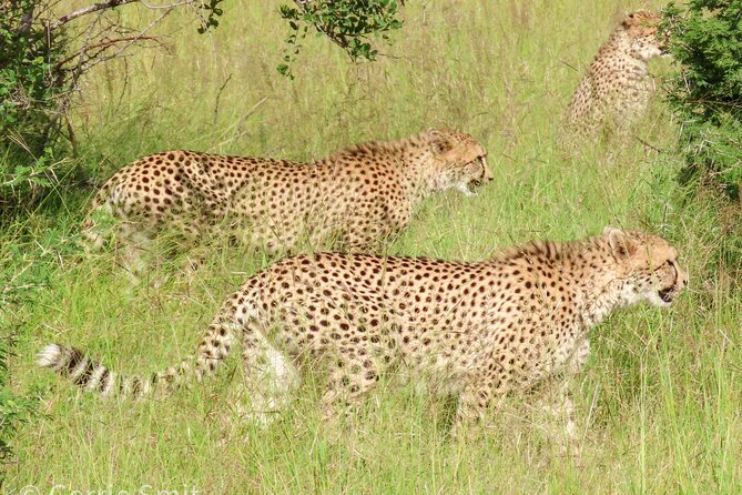 Kruger National Park - Private full day Safari trip. - Private guiding strategy: tailoring the route to your priorities