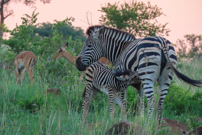 Kruger National Park - Private full day Safari trip. - Comfort tips that match how this day is run