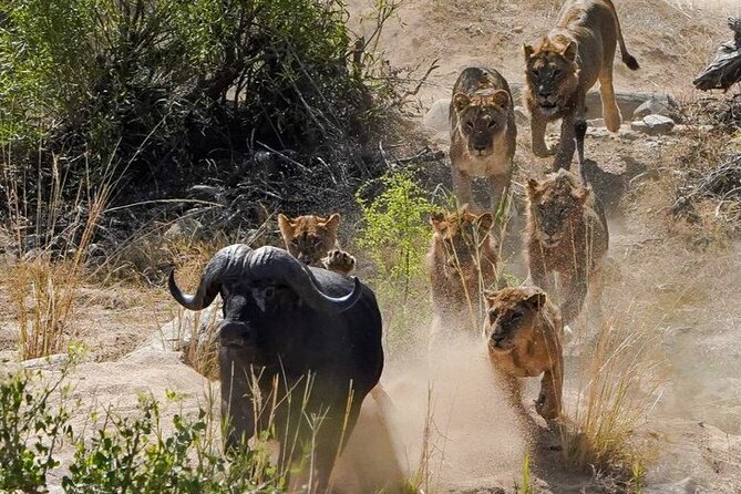 Kruger National Park - Private full day Safari trip. - Wildlife expectations: Big game is the goal, not the guarantee