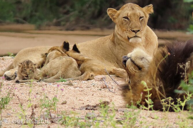 Kruger National Park - Private full day Safari trip. - Stop 2: Kruger National Park for 9 hours—how the day really unfolds