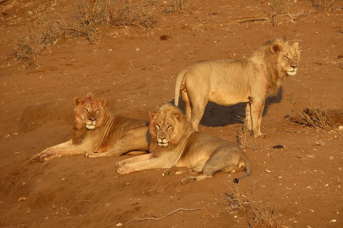 Kruger National Park - Private Sunrise Half day Safari trip. - Why a sunrise safari from Hazyview is the smartest use of limited time