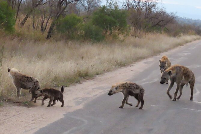 Kruger National Park - Private Sunrise Half day Safari trip. - The main rest camp stop: comfort breaks without killing your momentum