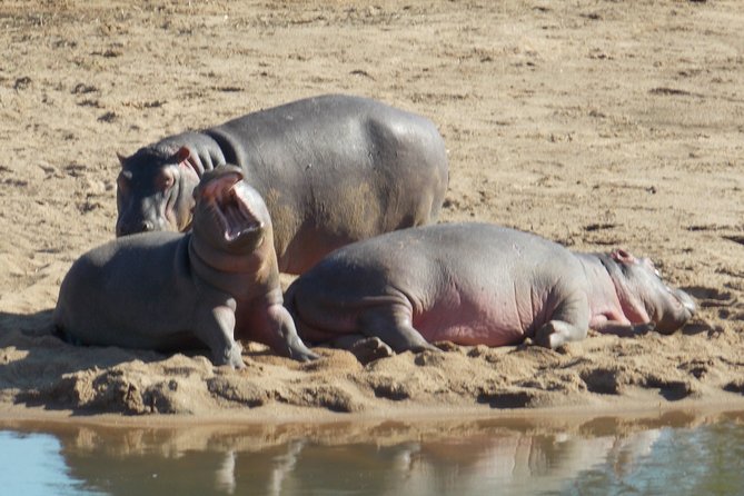 Kruger National Park - Private Sunrise Half day Safari trip. - Hazyview return: ending where you started (and not feeling stranded)