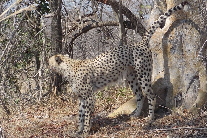 Kruger National Park - Private Sunrise Half day Safari trip. - Price and value: what $163.34 per person really buys