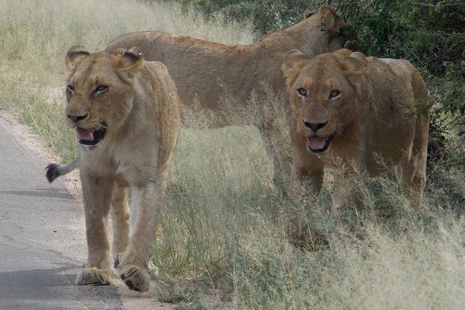 Kruger National Park - Private Sunrise Half day Safari trip. - The vehicle and the guide: the small details that change the ride