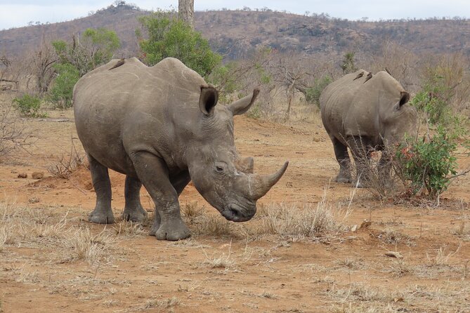 Kruger National Park - Private Sunrise Half day Safari trip. - Planning your morning: practical tips before you go