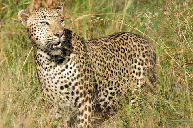 Kruger National Park, Safari Game Drive. - Guide-led safety changes how the safari feels