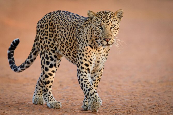 Kruger National Park, Safari Game Drive. - Comfort and logistics: hotel pickup, air-conditioning, and real downtime