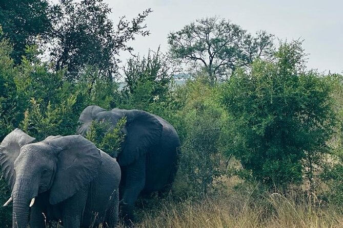 Kruger National Park, Safari Game Drive. - Photo and spotting tips that match this kind of driving