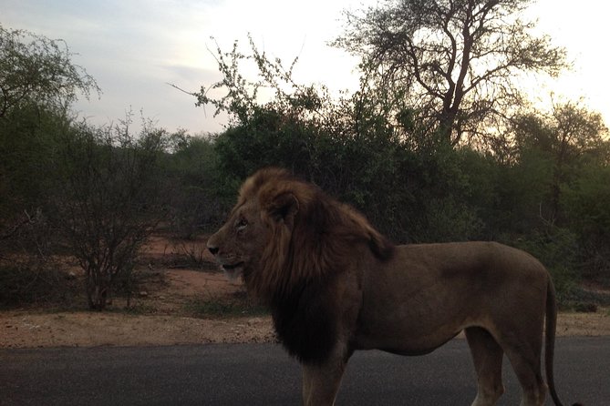 Kruger Park Safari: Guided Day Tour from Nelspruit - Getting From Nelspruit Into Kruger: Pickup, Comfort, and Pace