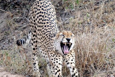 Kruger Park Safari: Guided Day Tour from Nelspruit - The Game Drive Plan: Multiple Chases for the Big Five