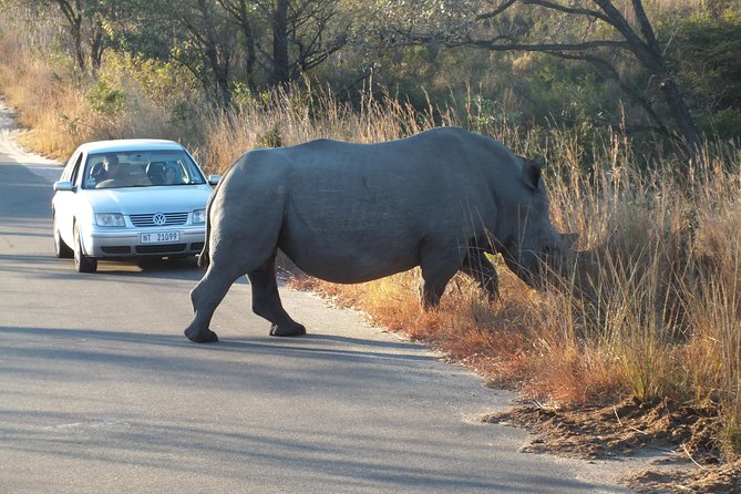 Kruger Park Safari: Guided Day Tour from Nelspruit - Entering the Park Early: How the Morning Improves Your Odds