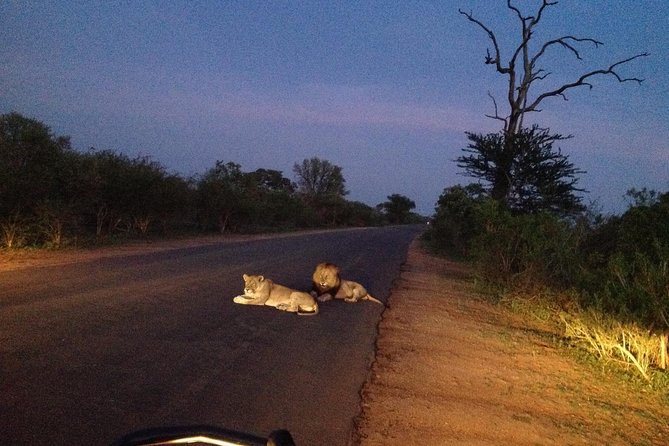 Kruger Park Safari: Guided Day Tour from Nelspruit - What the Guide Does Beyond Spotting Animals