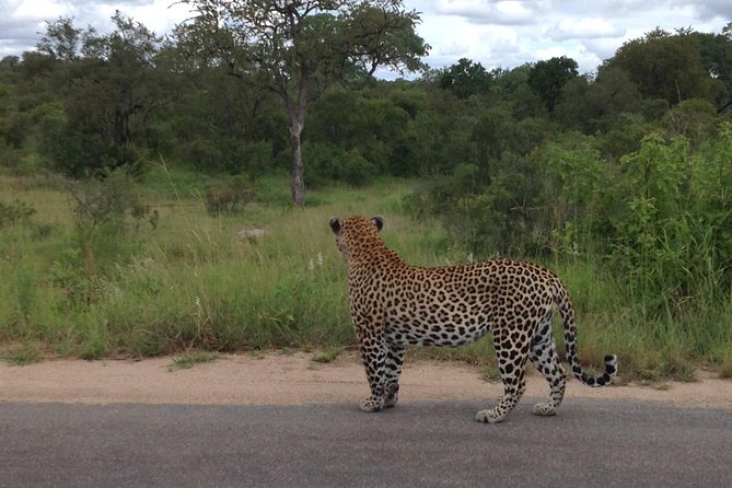 Kruger Park Safari: Guided Day Tour from Nelspruit - Price and Value: Is $94.90 a Good Deal?