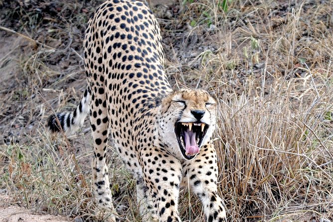 Kruger Park Safari: Guided Day Tour from Nelspruit - The Game Drive Plan: Multiple Chases for the Big Five