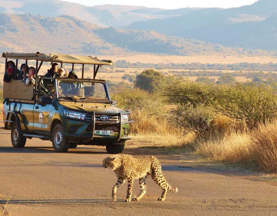 Kruger Park Scheduled Full day Safari Drive from Hoedspruit - What’s included (and how that affects your budget)