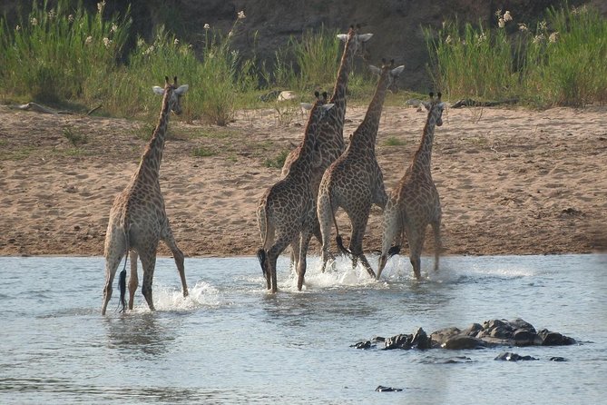 Kruger Safari Tour - Morning Half Day - The guide experience: Tracy, Sipho, and Bradley set the tone