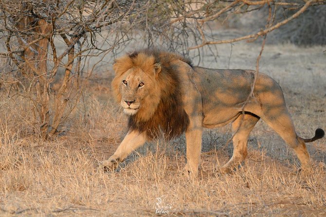Kruger Safari Tour - Morning Half Day - Price and logistics: why $60.39 can be strong value for a half-day