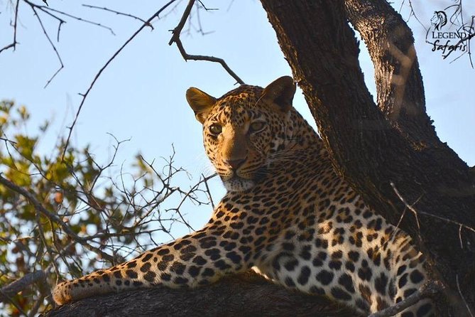 Kruger Safari Tour - Morning Half Day - The small details that shape your wildlife success