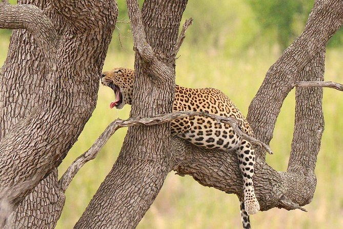 Kruger Safari Tour - Morning Half Day - Who this Kruger morning safari suits best