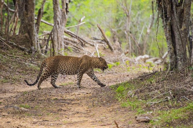 Kumana National park Full day safari - Key things that make this Kumana safari work