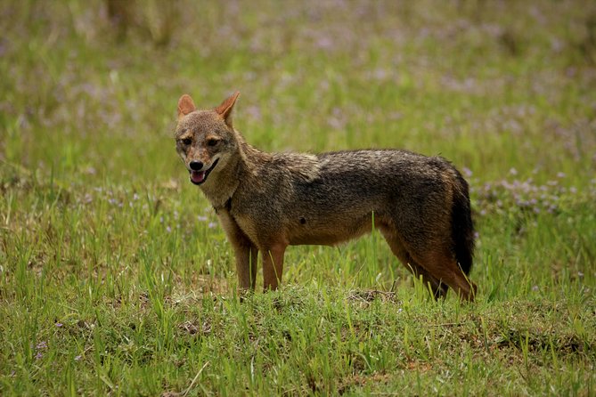 Kumana National park Full day safari - After lunch: second-round jeep time and late-day surprises