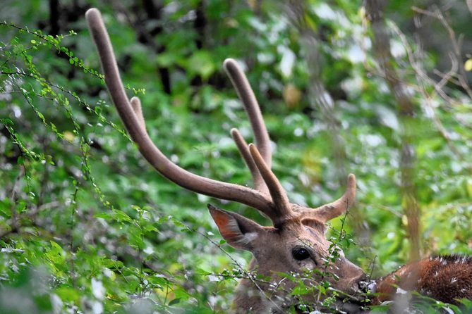 Kumana National park Full day safari - Price and logistics: why $190 feels reasonable here