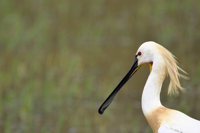 Kumana National park Full day safari - Who this Kumana safari fits best
