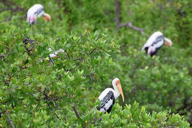 Kumana National park Full day safari - Should you book the Kumana full-day safari from Arugam Bay?