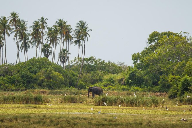 Kumana National park Full day safari - Breakfast by water: fueling a long day of scanning