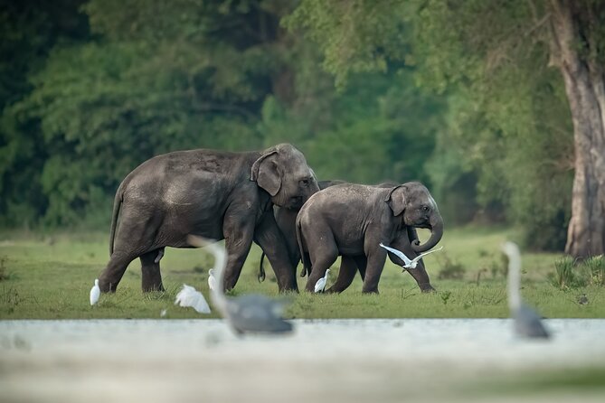 Kumana National Park Half Day Jeep Safari - Key highlights you’ll actually care about