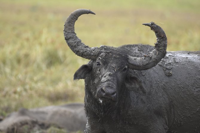 Kumana National Park Half Day Jeep Safari - Why Kumana works for a half-day safari out of Arugam Bay