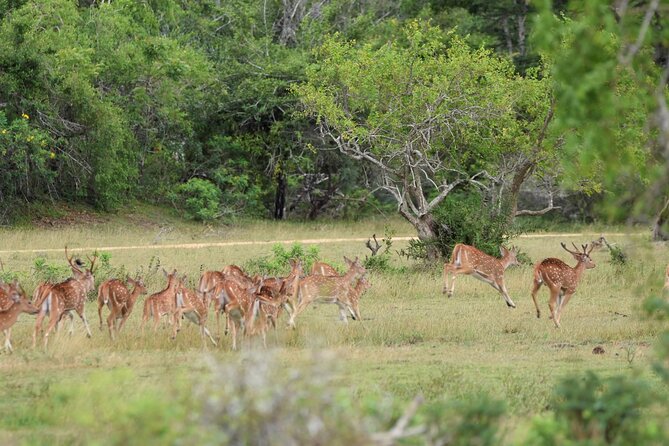 Kumana National Park Half Day Jeep Safari - Getting from Arugam Bay and back in 4–6 hours (without stress)