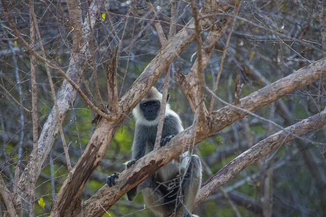 Kumana National Park Half Day Jeep Safari - Price and value: what $94 buys you here