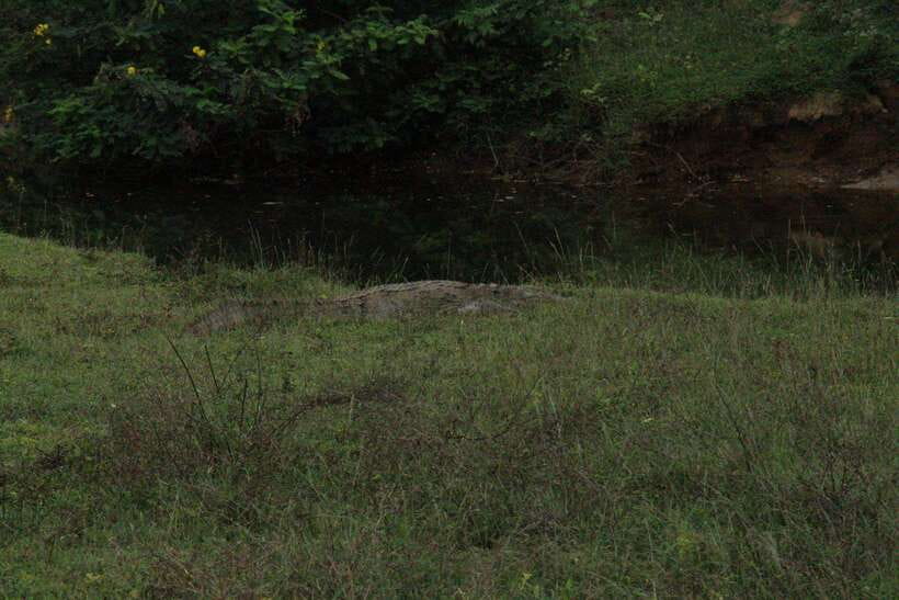 Kumana National Park : Morning or Afternoon Safari Tour - Photography That Works in a Jeep Safari Setting