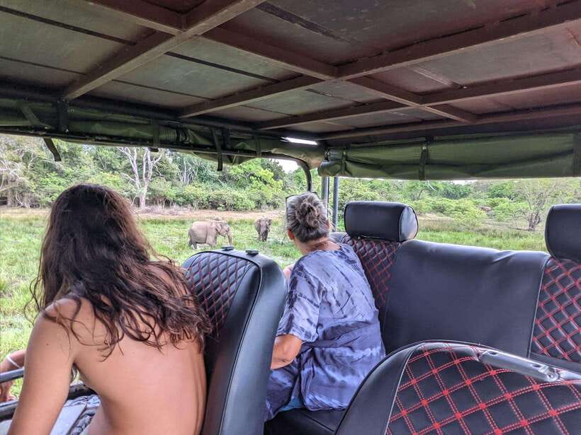 Kumana National Park : Morning or Afternoon Safari Tour - Kumana Villu Mangroves: Birds Put on a Show