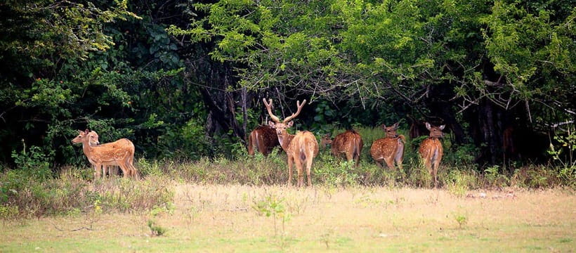 Kumana National Park : Morning or Afternoon Safari Tour - Kumbukkan Oya River: A Scenic Wildlife Highway