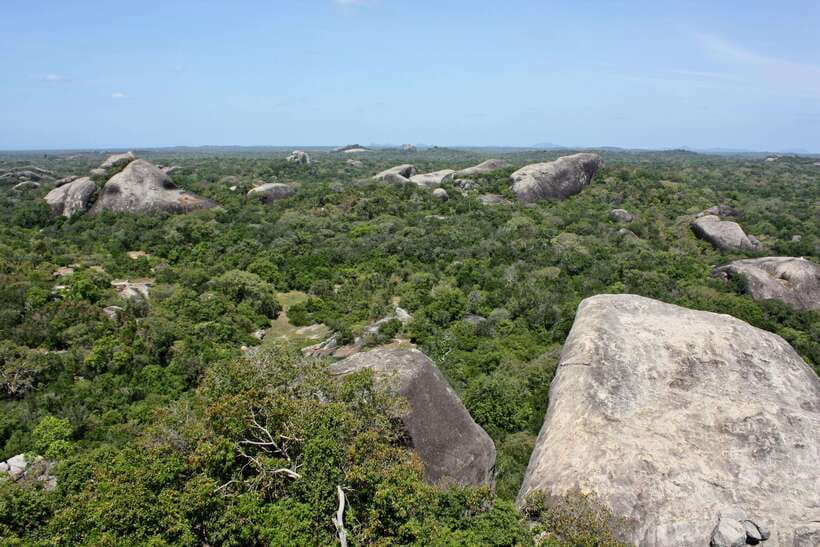 Kumana National Park : Morning or Afternoon Safari Tour - Leopards and Elephants: How the Guide Helps You “Read” the Park