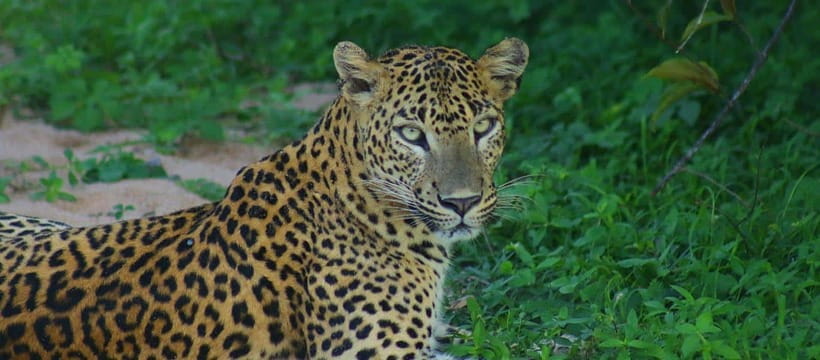 Kumana National Park : Morning or Afternoon Safari Tour - Rain, Seat Position, and Other Comfort Reality Checks