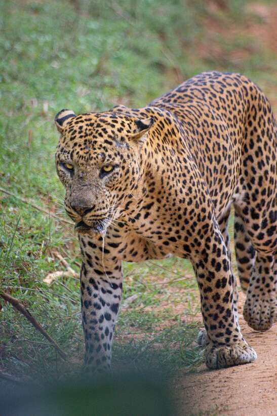 Kumana National Park : Morning or Afternoon Safari Tour - Pickup, Jeep Comfort, and What 6 Hours Really Means