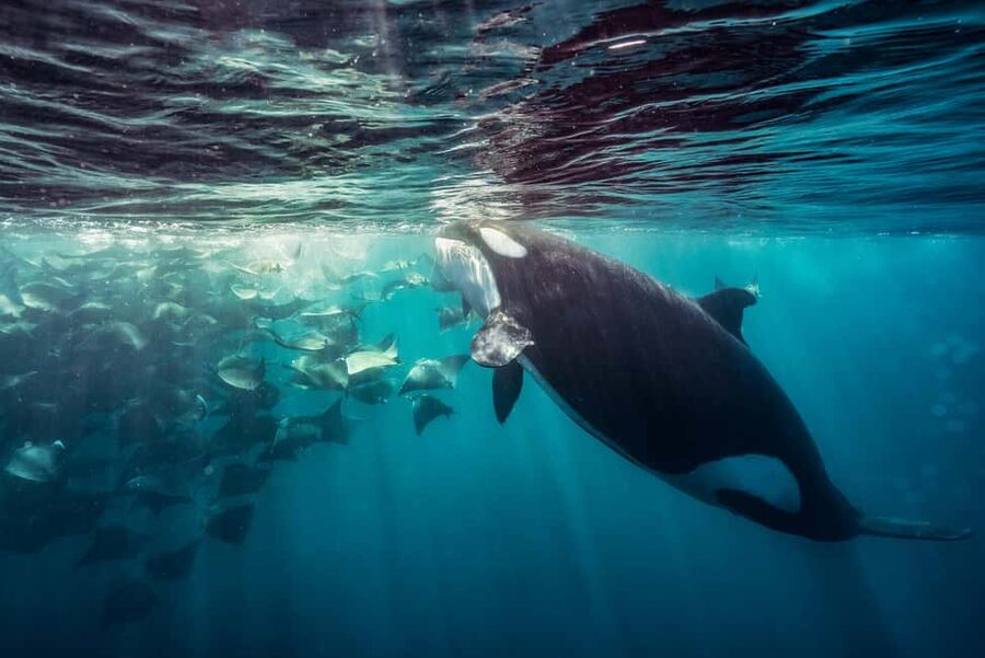 La Paz or La Ventana: Ocean Safari - Key things I’d watch for before you book