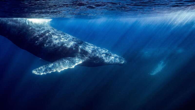 La Paz or La Ventana: Ocean Safari - La Paz or La Ventana: which departure makes your day smoother