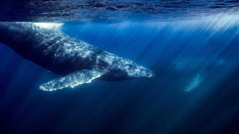 La Paz or La Ventana: Ocean Safari - Lunch and break time: keeping energy for a long search day