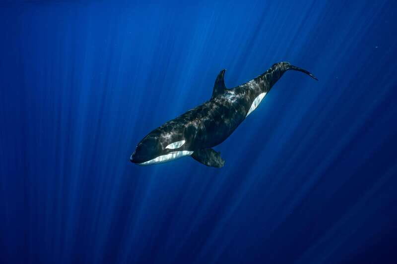 La Paz or La Ventana: Ocean Safari - Price and value at $175: what you’re really paying for