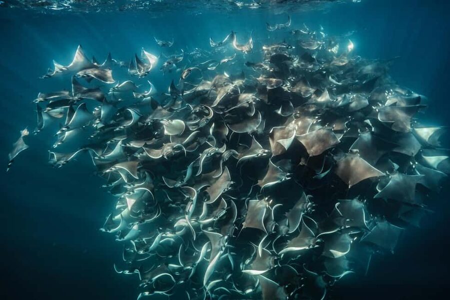 La Paz or La Ventana: Ocean Safari - The 5-hour ocean safari rhythm on a shaded panga