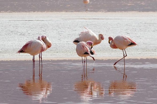 Lake Nakuru, Naivasha & Masai Mara 4 Days Private Jeep Safari - Price and Value: What You’re Paying For (and What You Should Plan for)