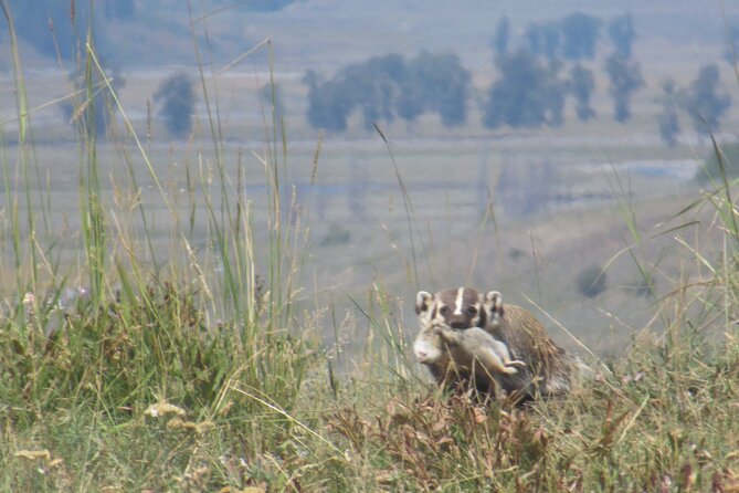 Lamar Valley Safari Hiking Tour with Lunch - Lunch by the river: food, hot drinks, and dietary needs that get honored